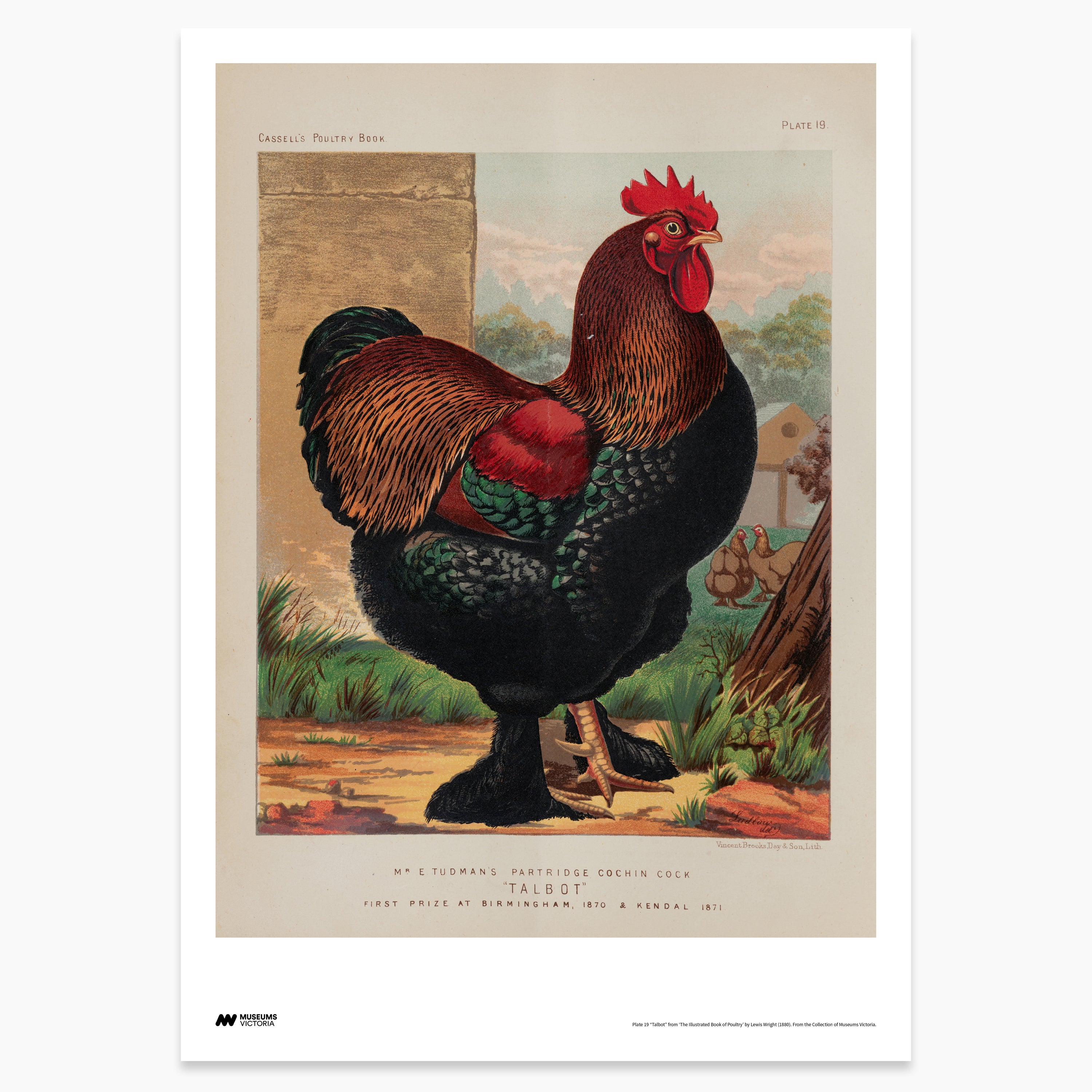 Partridge Cochin Rooster Print - A2