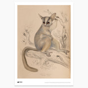 Mohol Bushbaby Print - A2