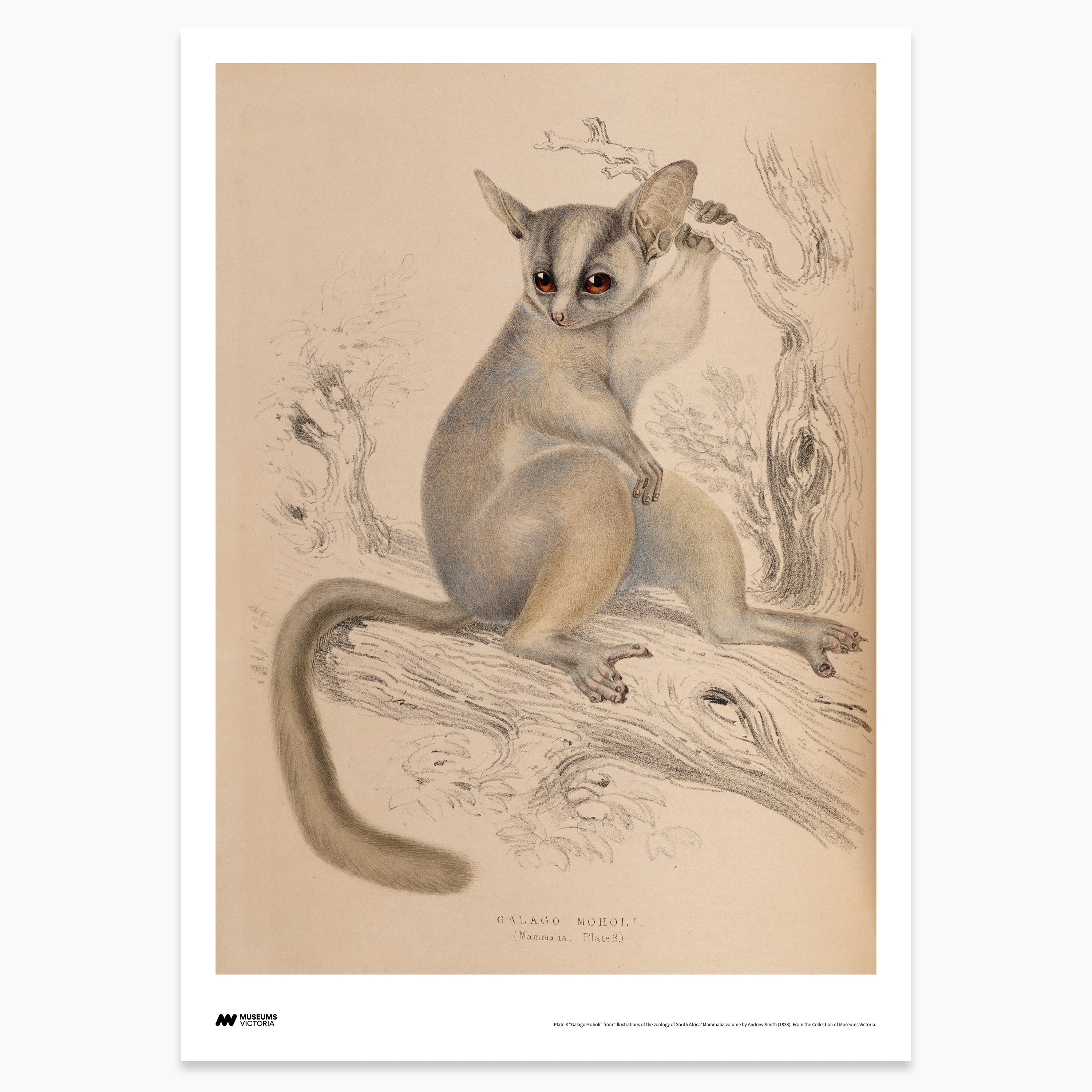 Mohol Bushbaby Print - A2