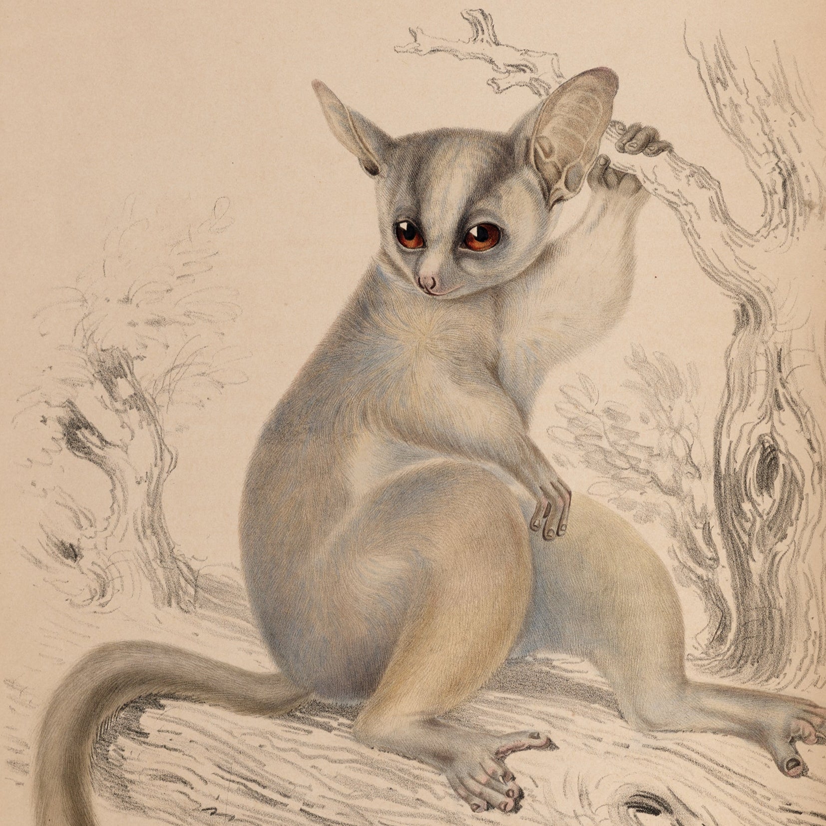 Illustration of a possum on a branch with a beige background