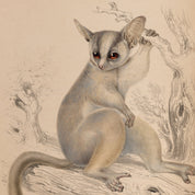 Illustration of a possum on a branch with a beige background