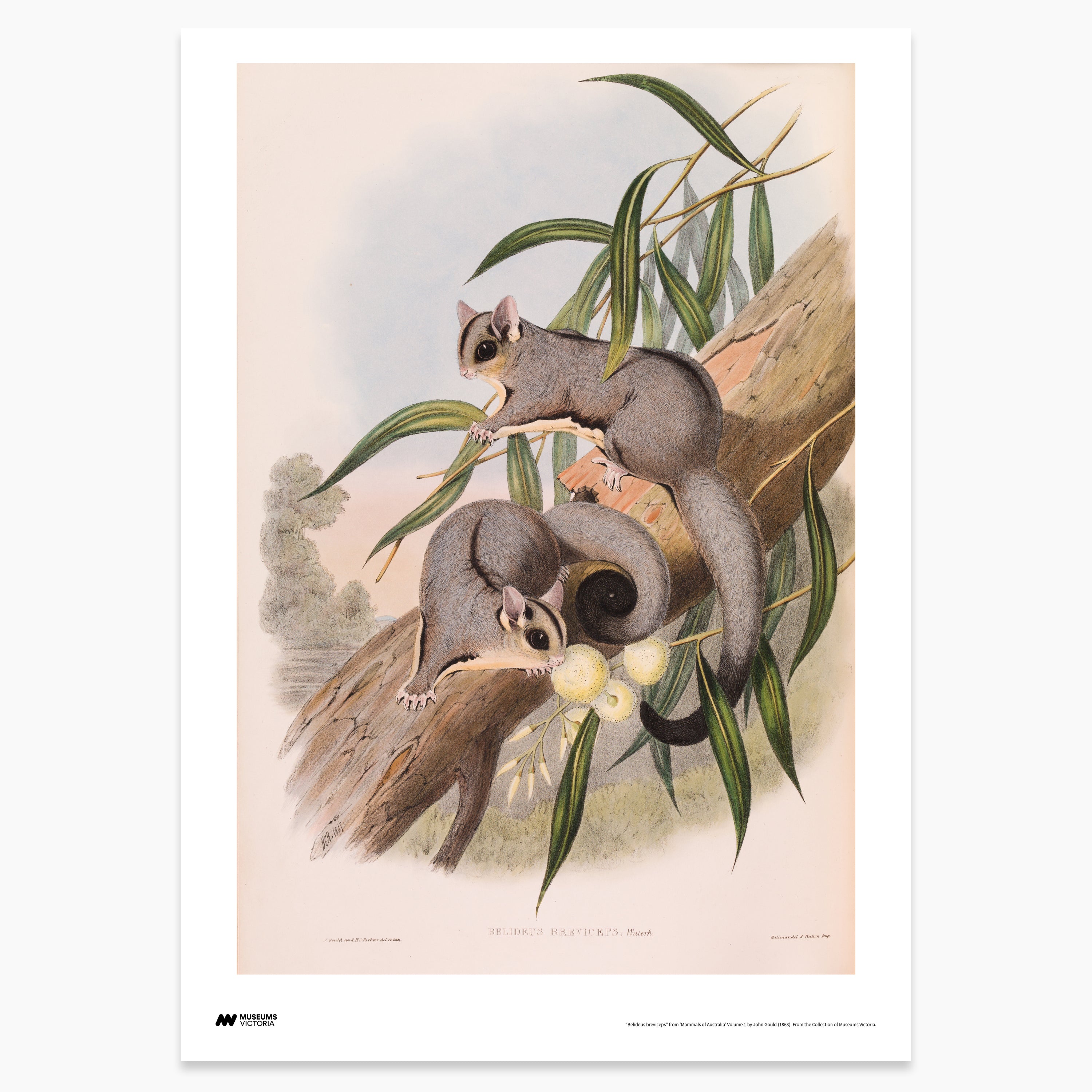 Sugar Glider Print - A2
