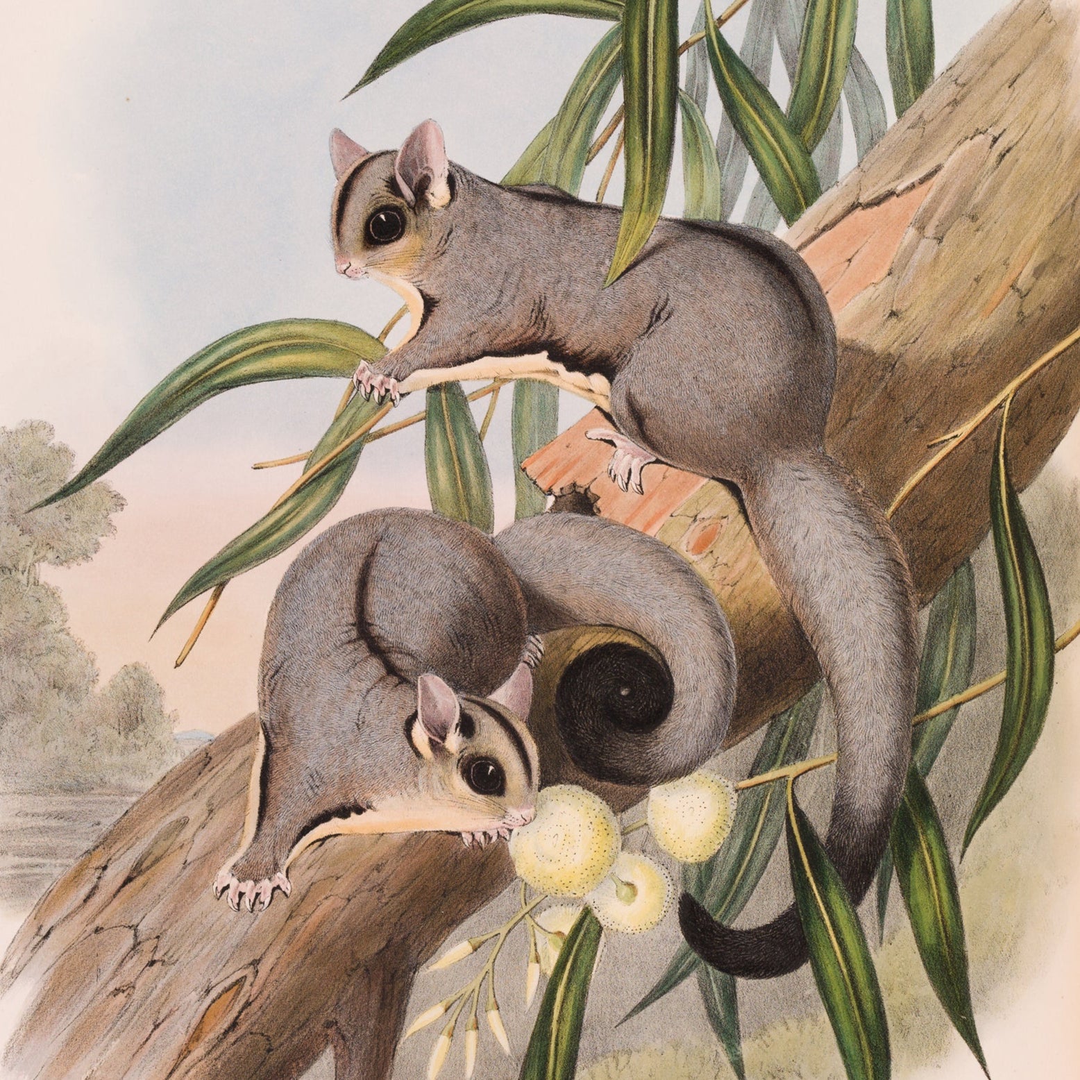 Illustration of two possums on a branch with leaves and berries