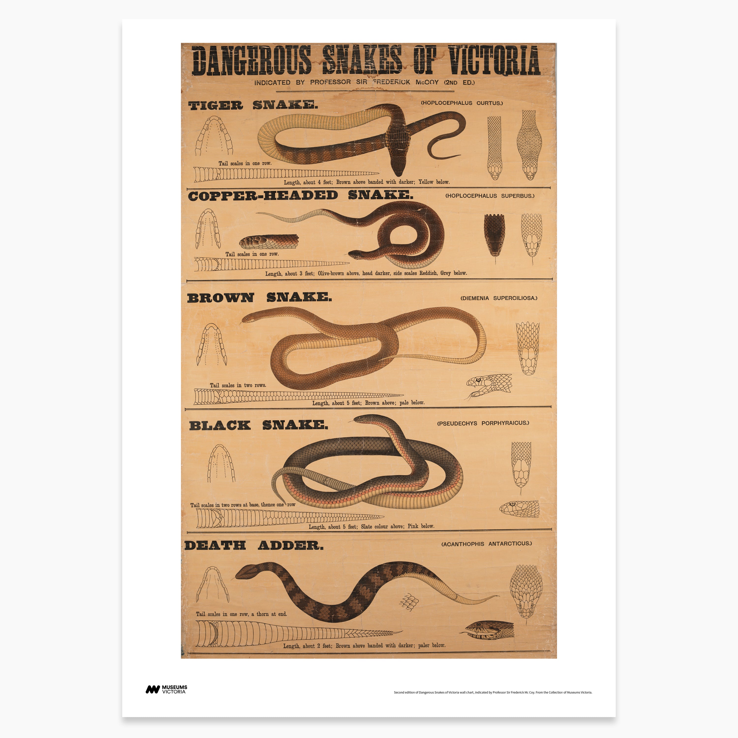 Dangerous Snakes of Victoria Print - A2 – Museums Victoria Store