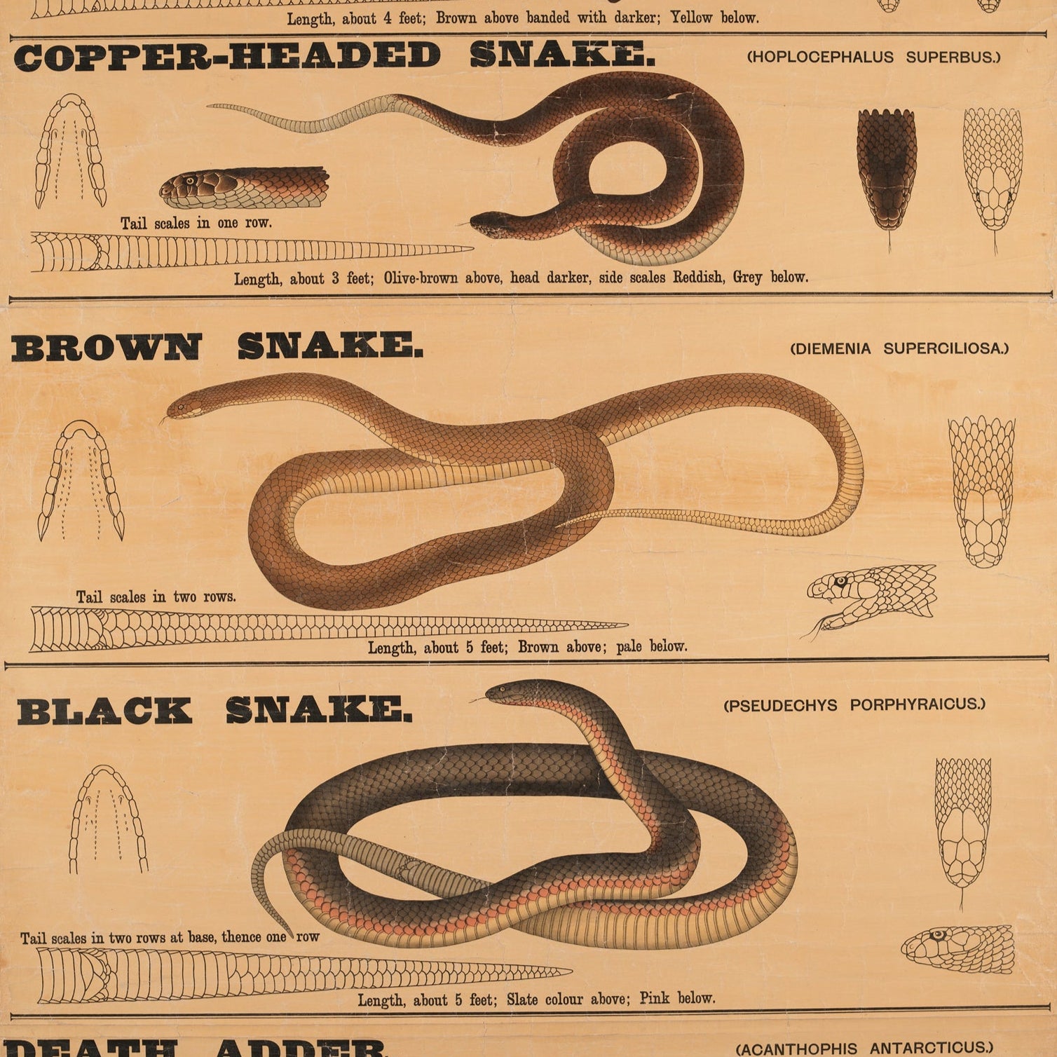 Educational poster on dangerous snakes of Victoria with illustrations and text.