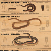 Educational poster on dangerous snakes of Victoria with illustrations and text.