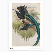 Sicklebill Bird of Paradise Print - A2