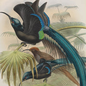 Illustration of two birds with long tails on a leafy branch