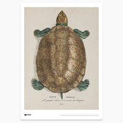 Giant South American River Turtle Print - A2