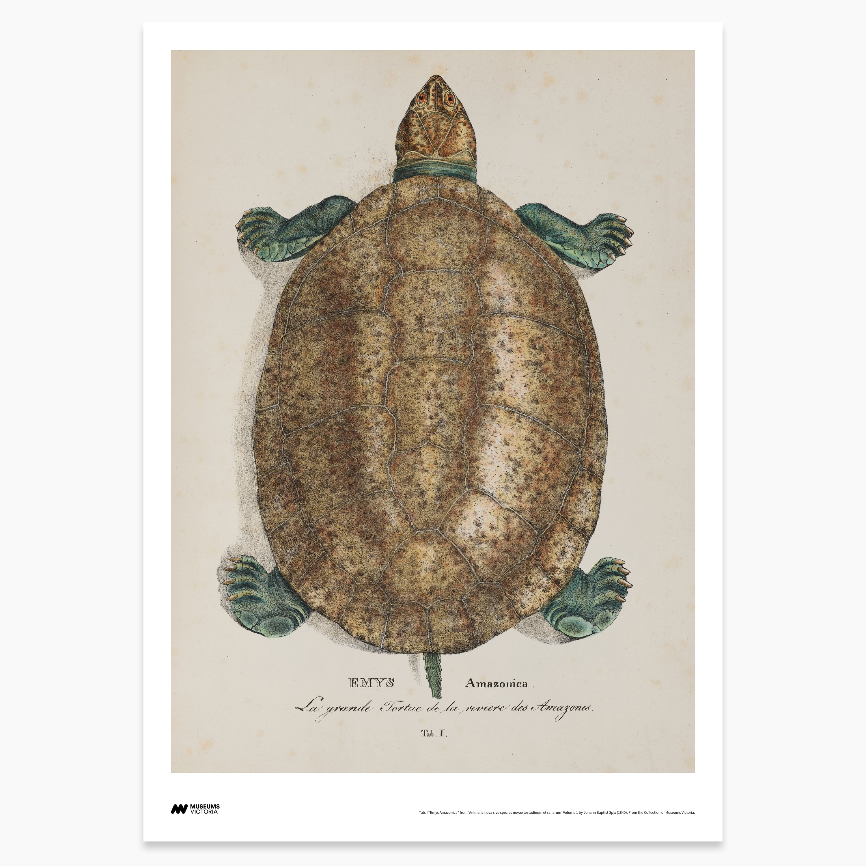 Giant South American River Turtle Print - A2