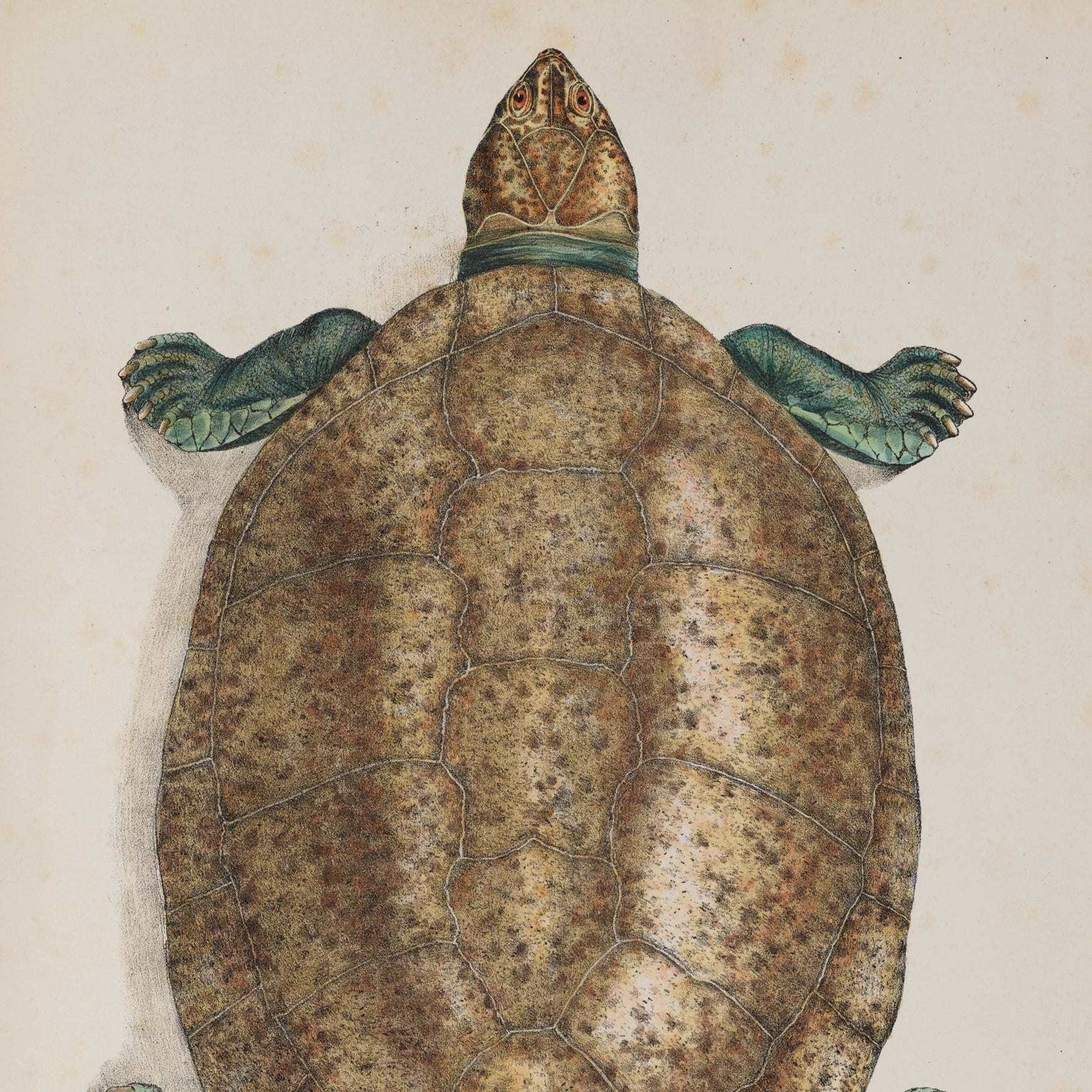 Vintage-style illustration of a turtle on a beige background