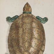 Vintage-style illustration of a turtle on a beige background