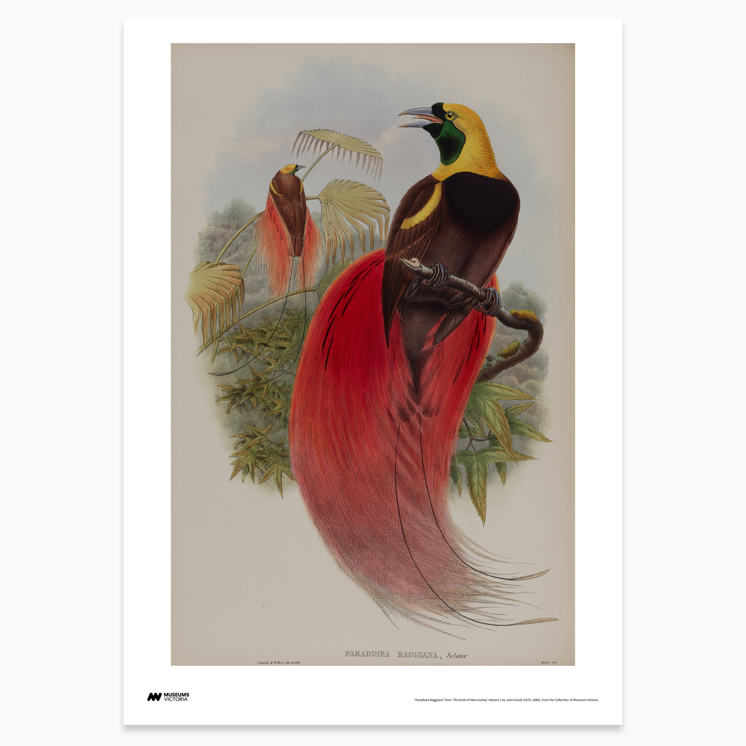 Raggiana Bird of Paradise Print - A2