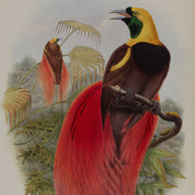 Colorful bird illustration with red and yellow plumage on a white background