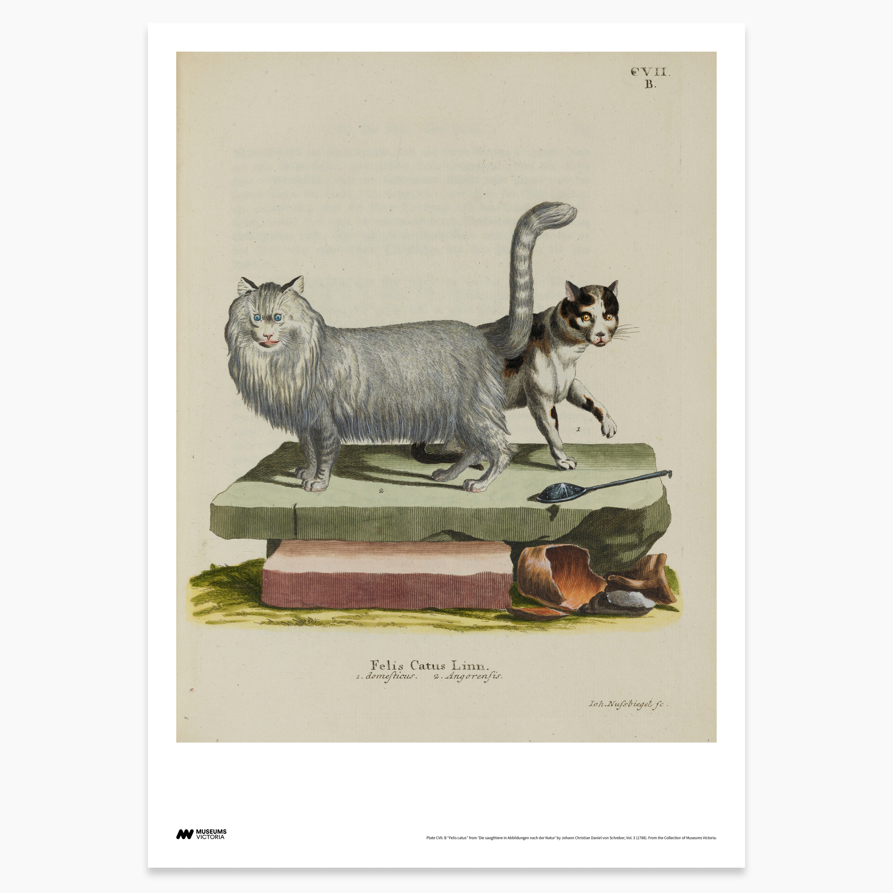 Cat Print - A2
