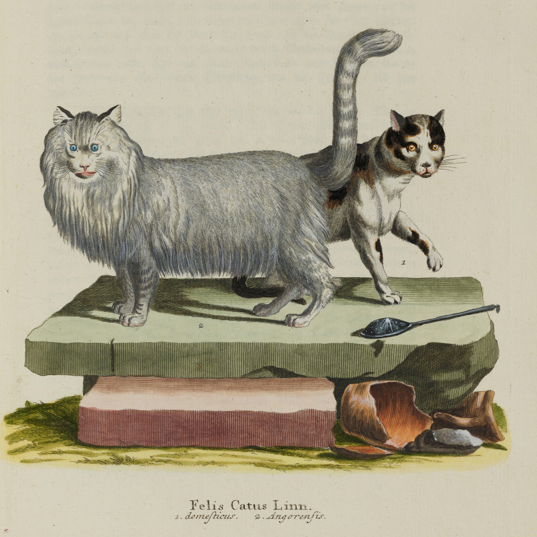 Illustration of two cats on a stone pedestal with classical text and branding at the bottom.