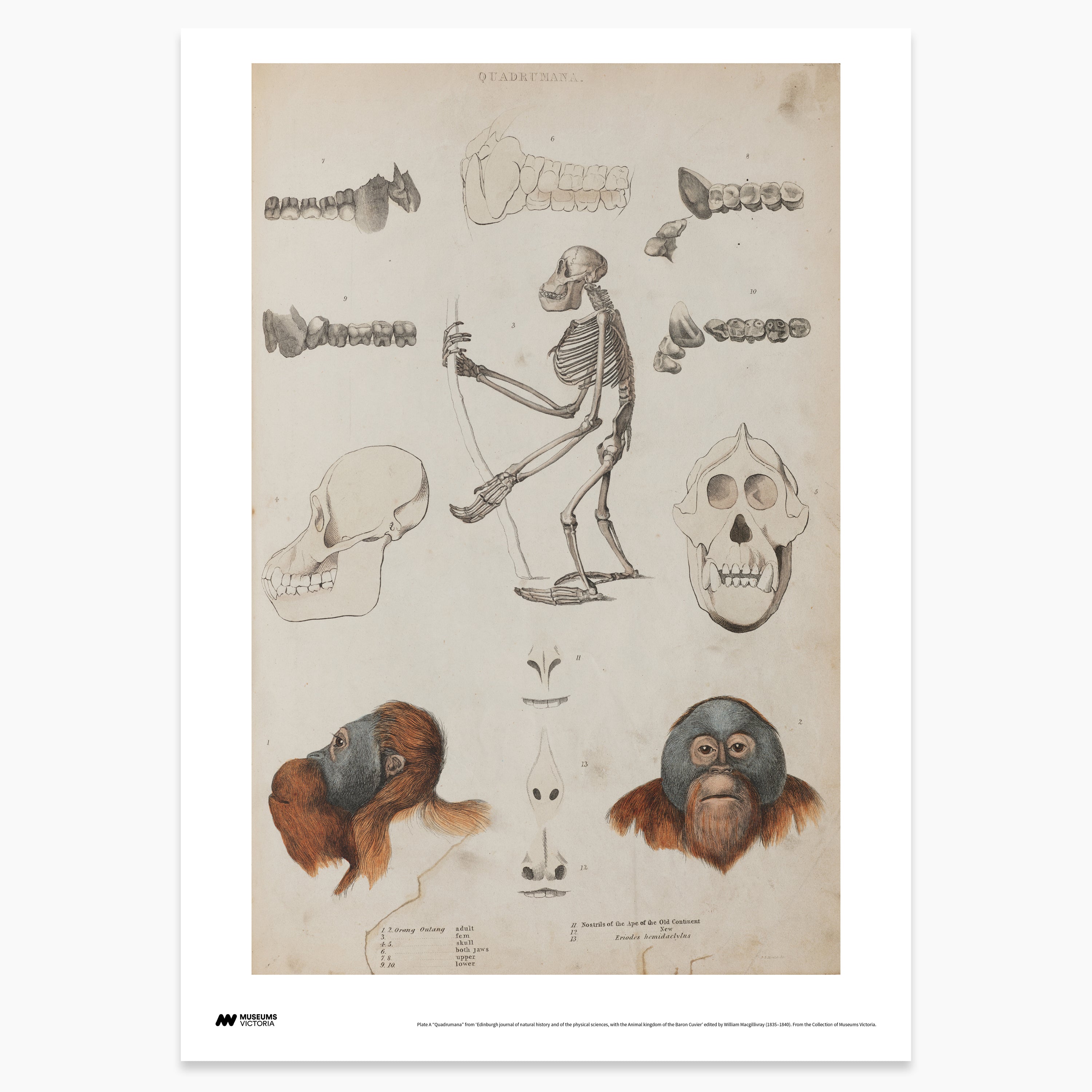 Orangutan Print - A2