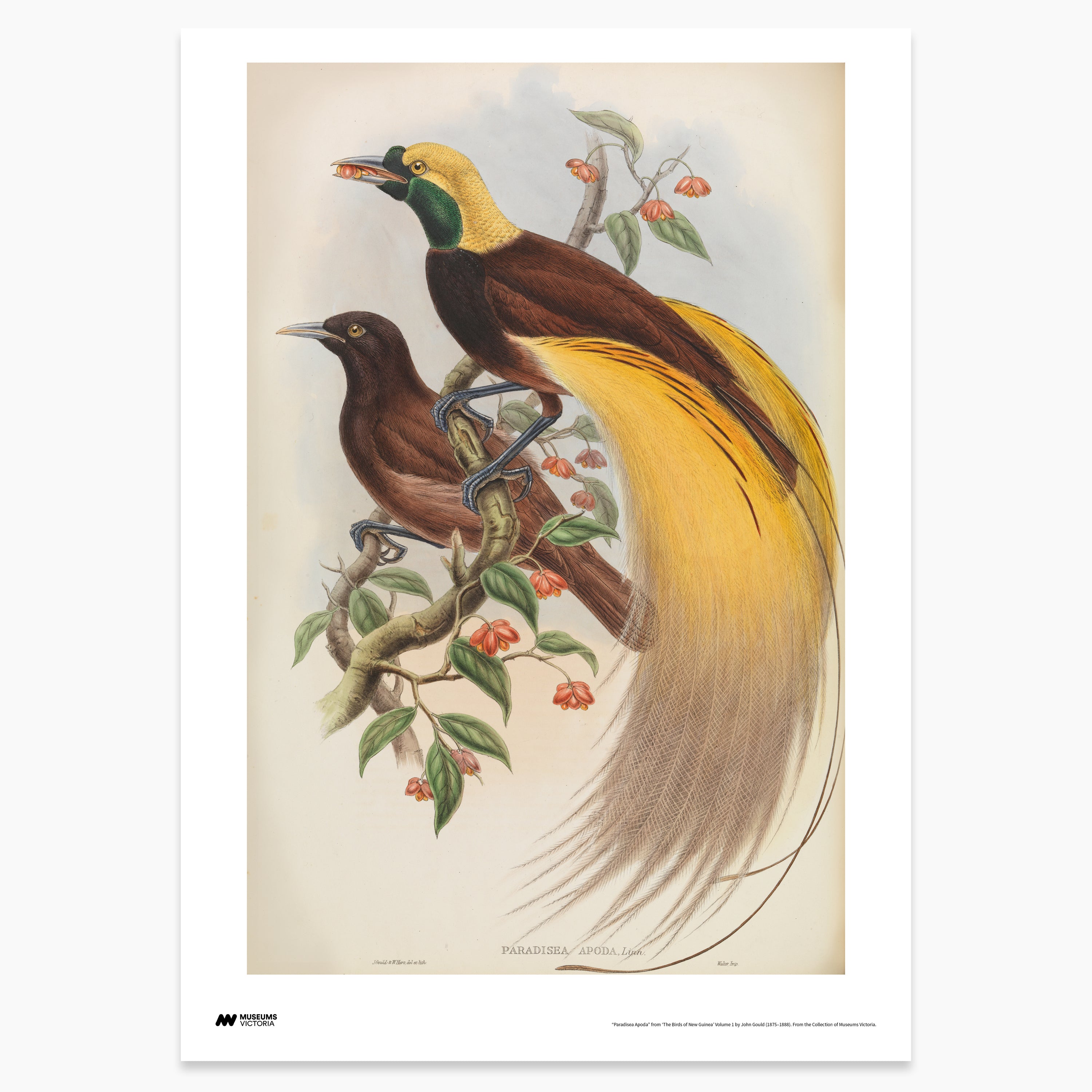 Greater Bird of Paradise Print - A2 – Museums Victoria Store