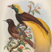 Illustration of two birds with vibrant yellow and brown plumage on a branch.
