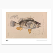 Ocean Perch Print - A2