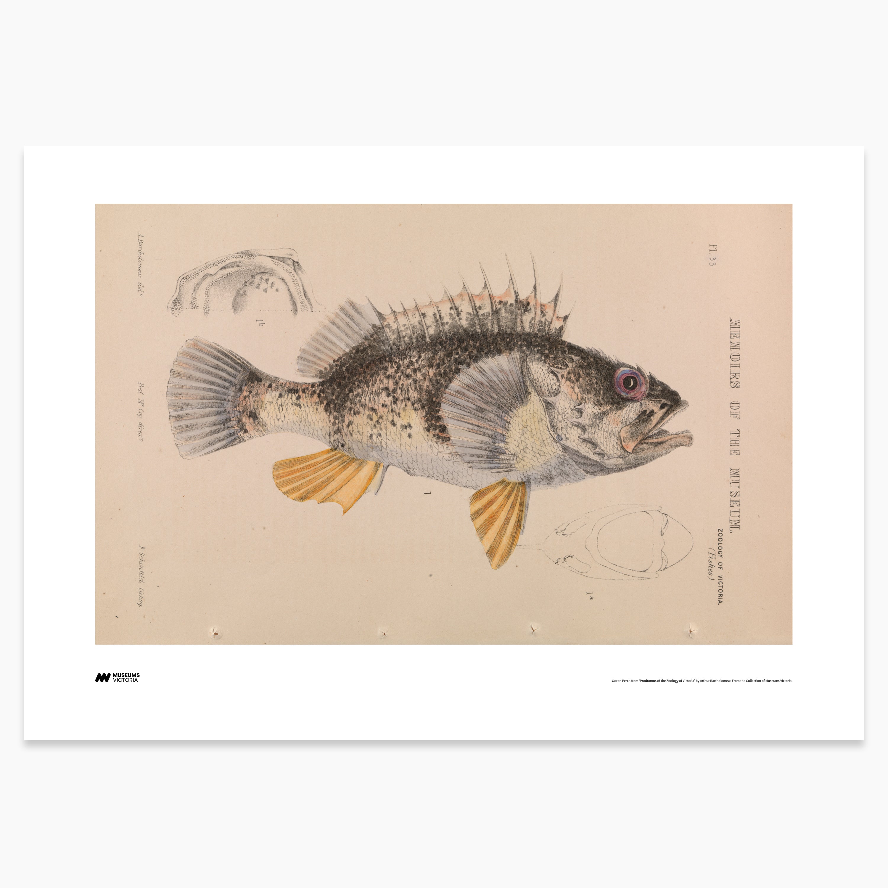 Ocean Perch Print - A2