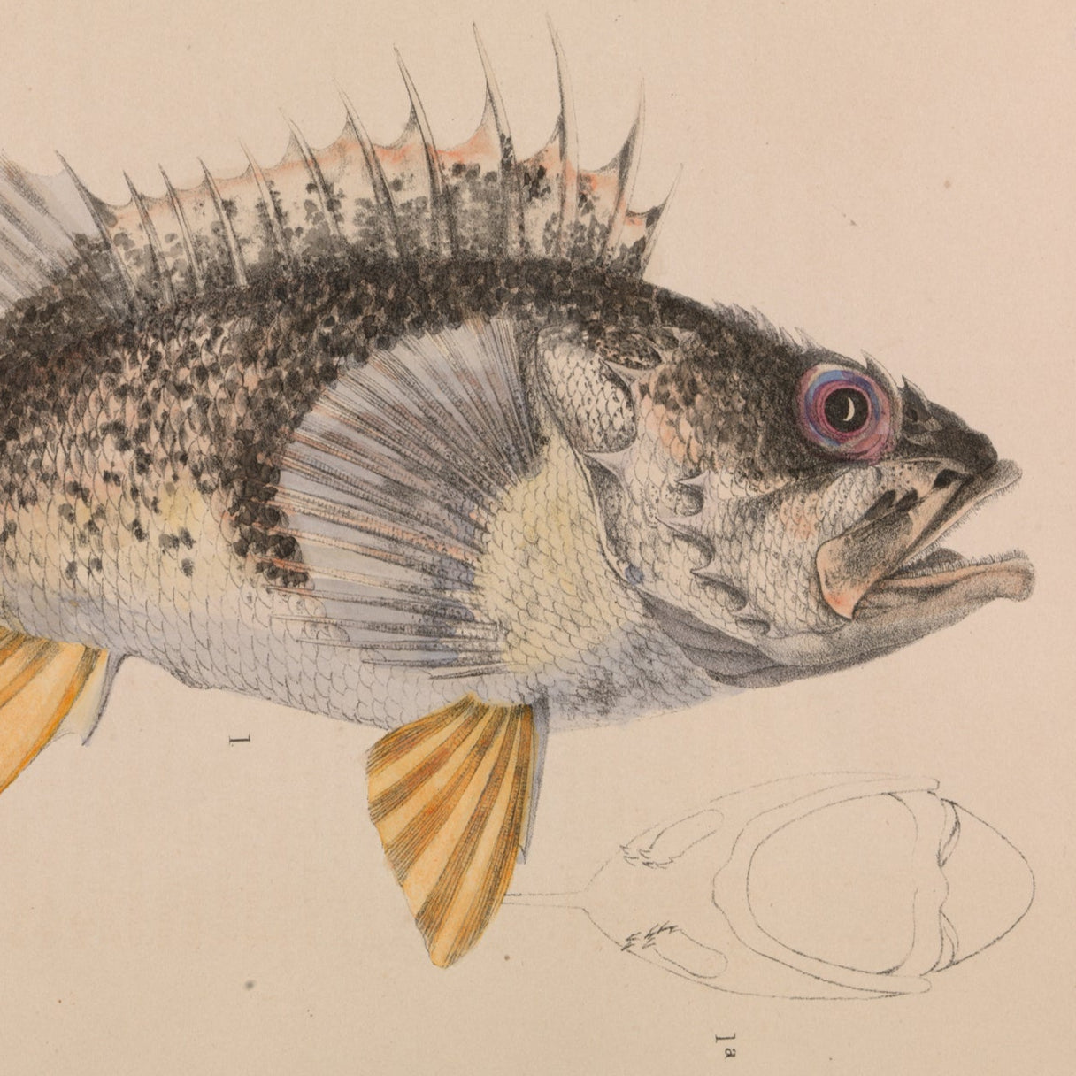 Illustration of a fish on a beige background with text and a logo.