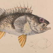Illustration of a fish on a beige background with text and a logo.