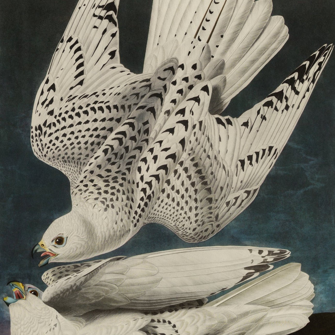Illustration of two birds in flight on a dark background