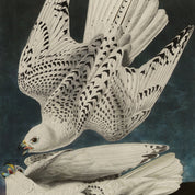 Illustration of two birds in flight on a dark background