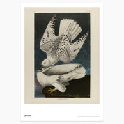 Gyrfalcon Print - A2