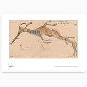 Weedy Seadragon Print - A2
