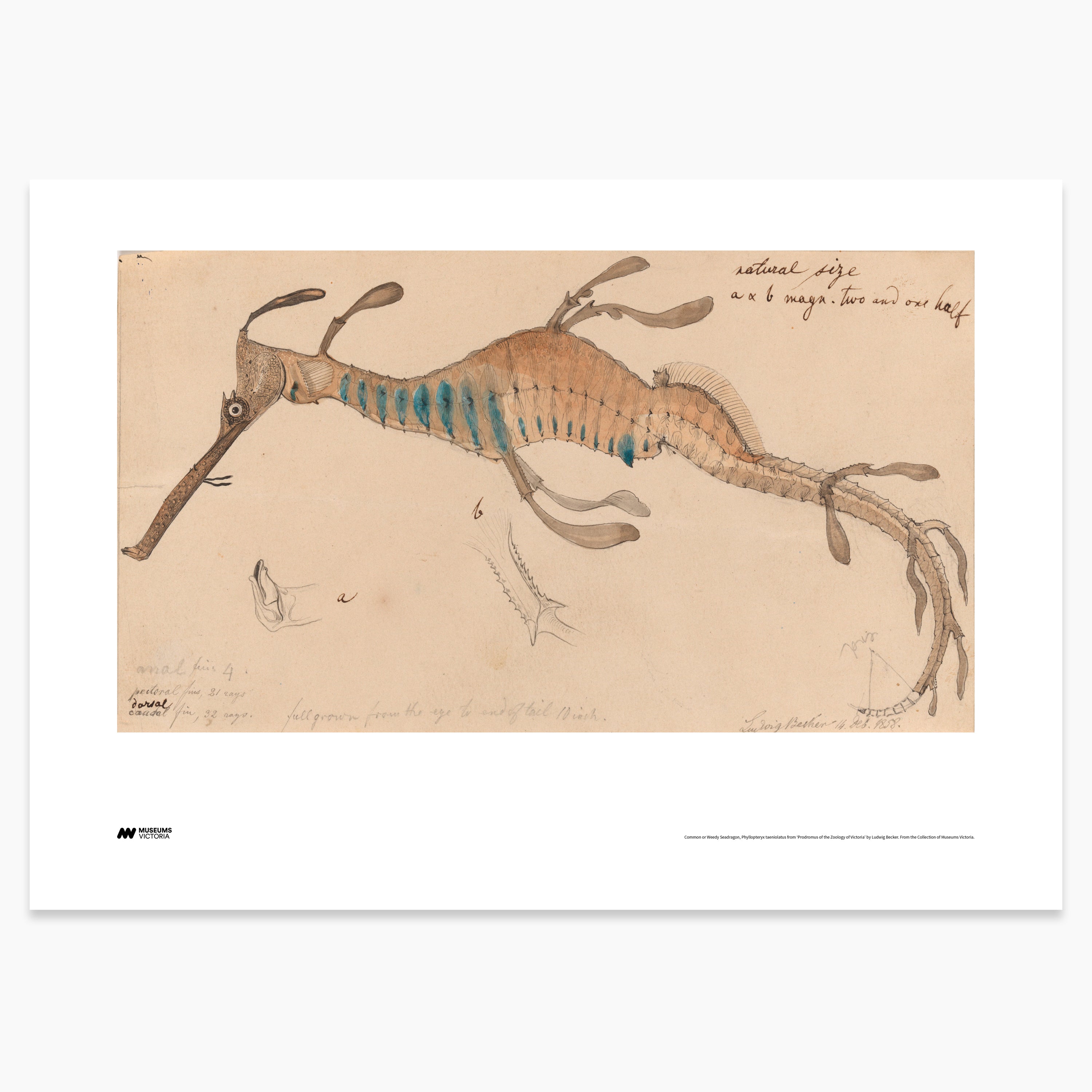 Weedy Seadragon Print - A2