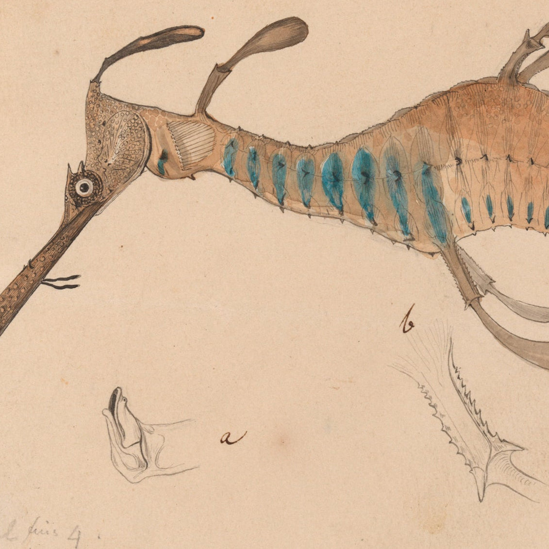 Illustration of a sea dragon on a beige background