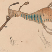 Illustration of a sea dragon on a beige background
