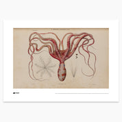 Octopus Print - A2