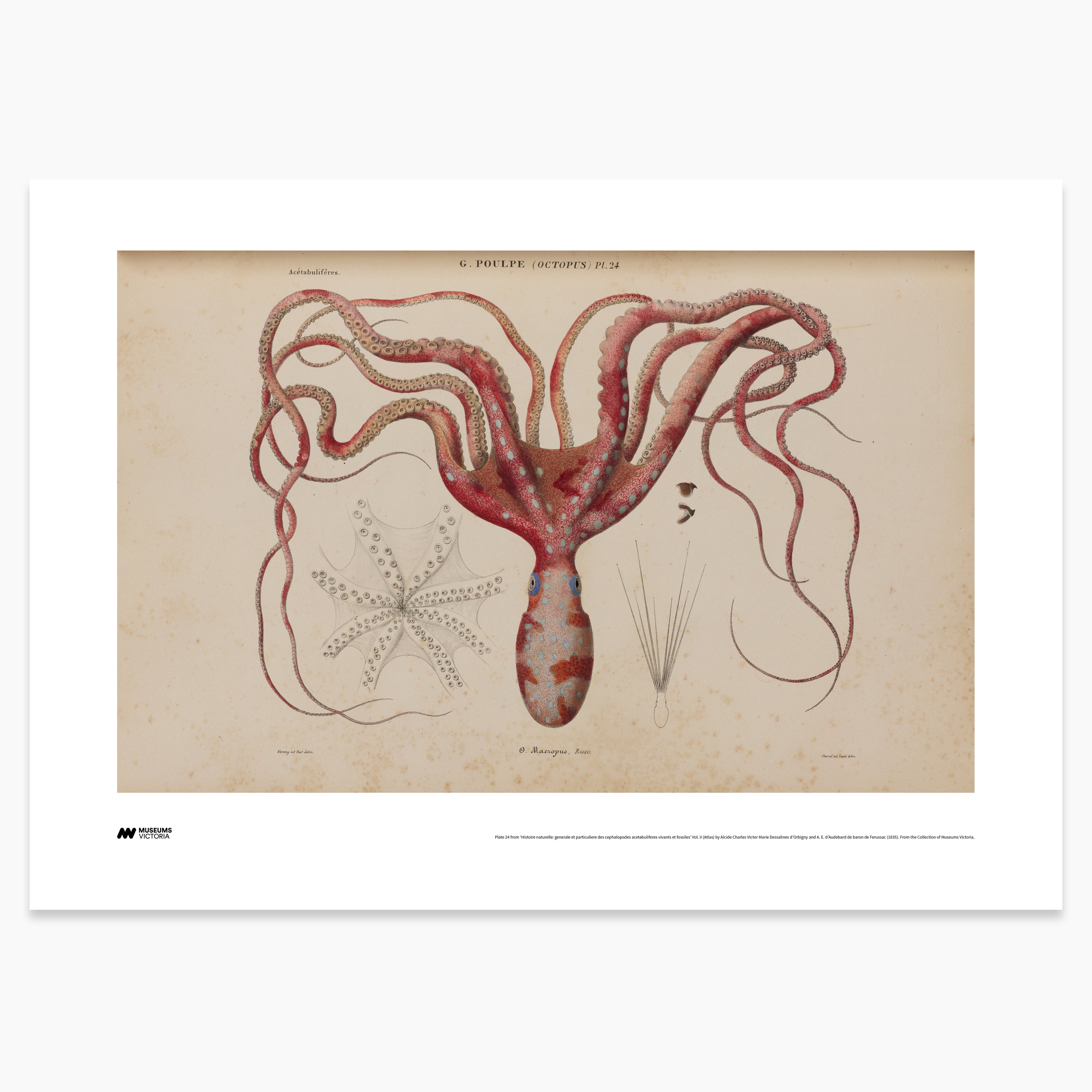 Octopus Print - A2