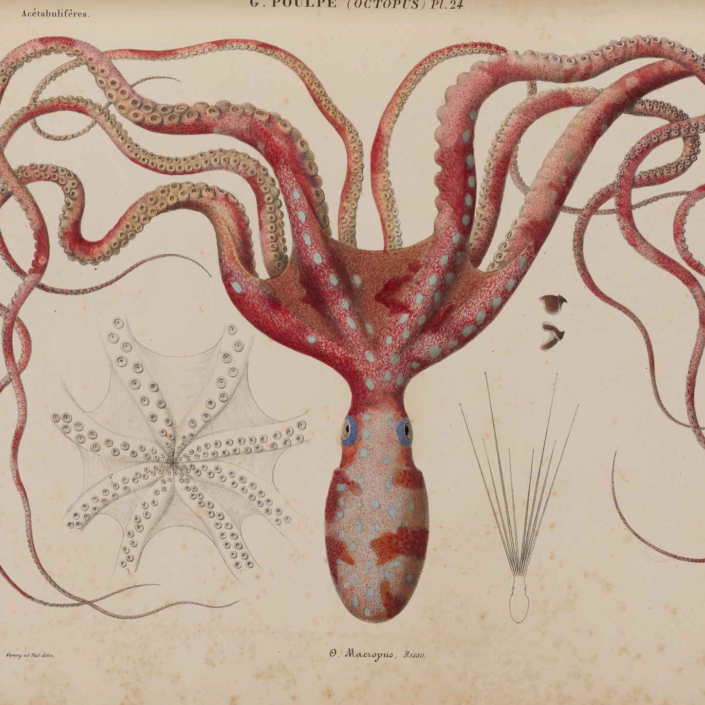 Anatomical illustration of a female reproductive system on a beige background