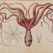 Anatomical illustration of a female reproductive system on a beige background
