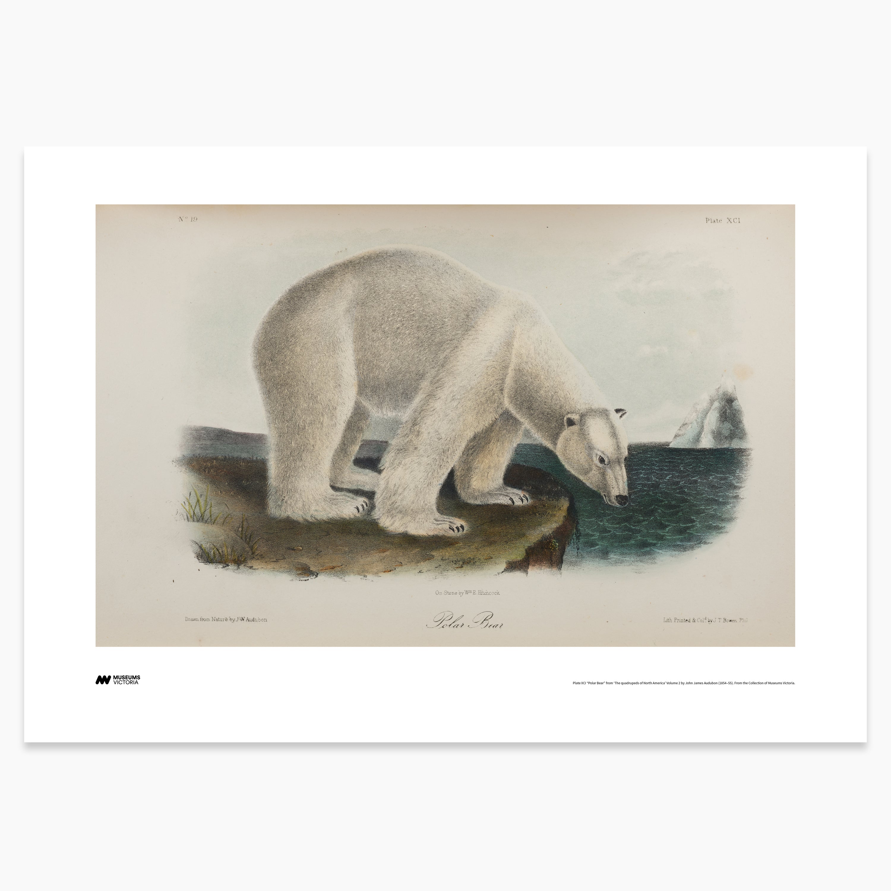 Polar Bear Print - A2