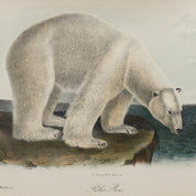 Illustration of a polar bear on a white background