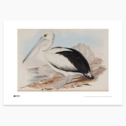 Australian Pelican Print - A2