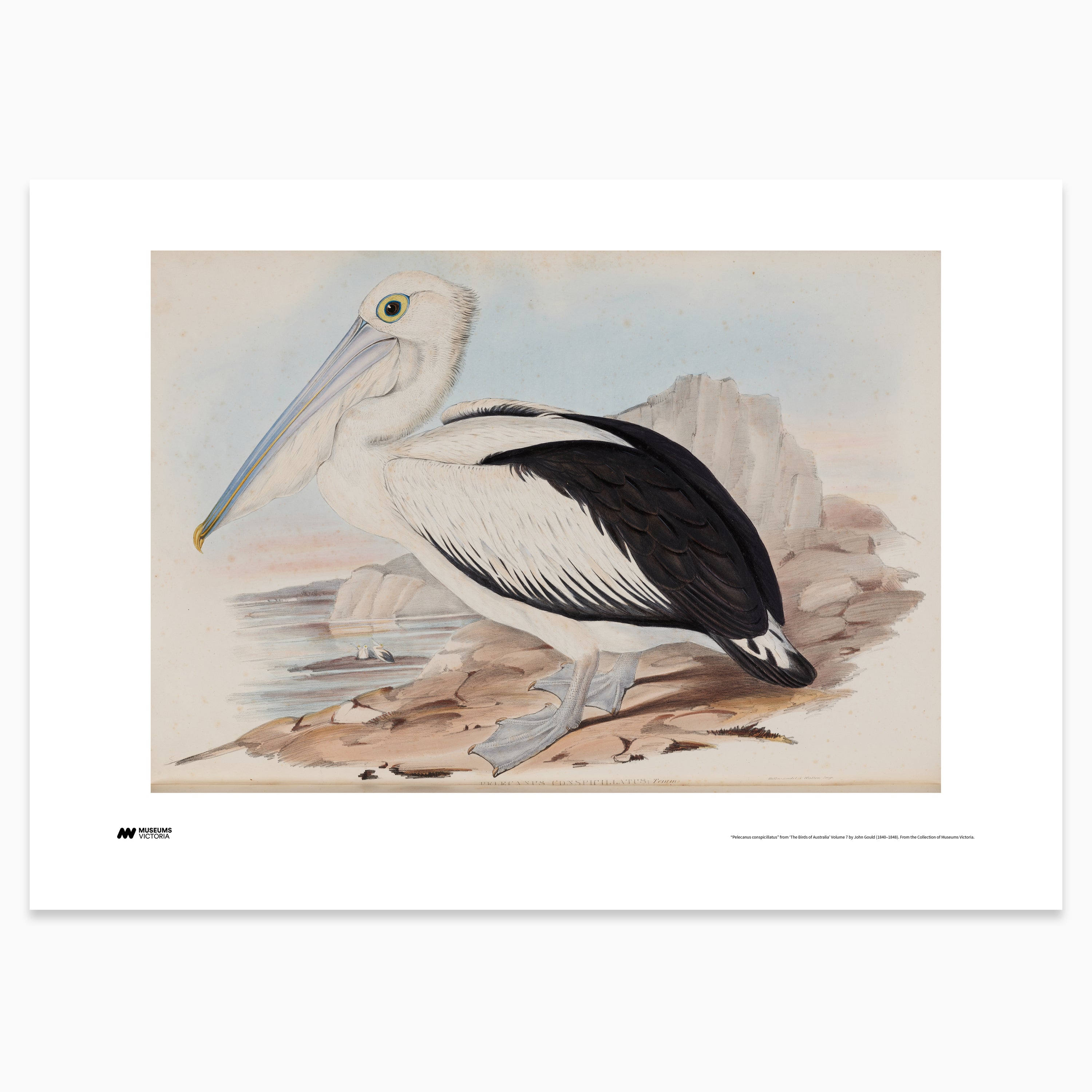 Australian Pelican Print - A2