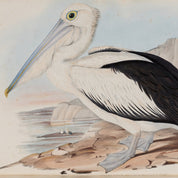 Illustration of a pelican on a white background