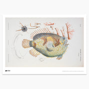 Tasselled Anglerfish Print - A2