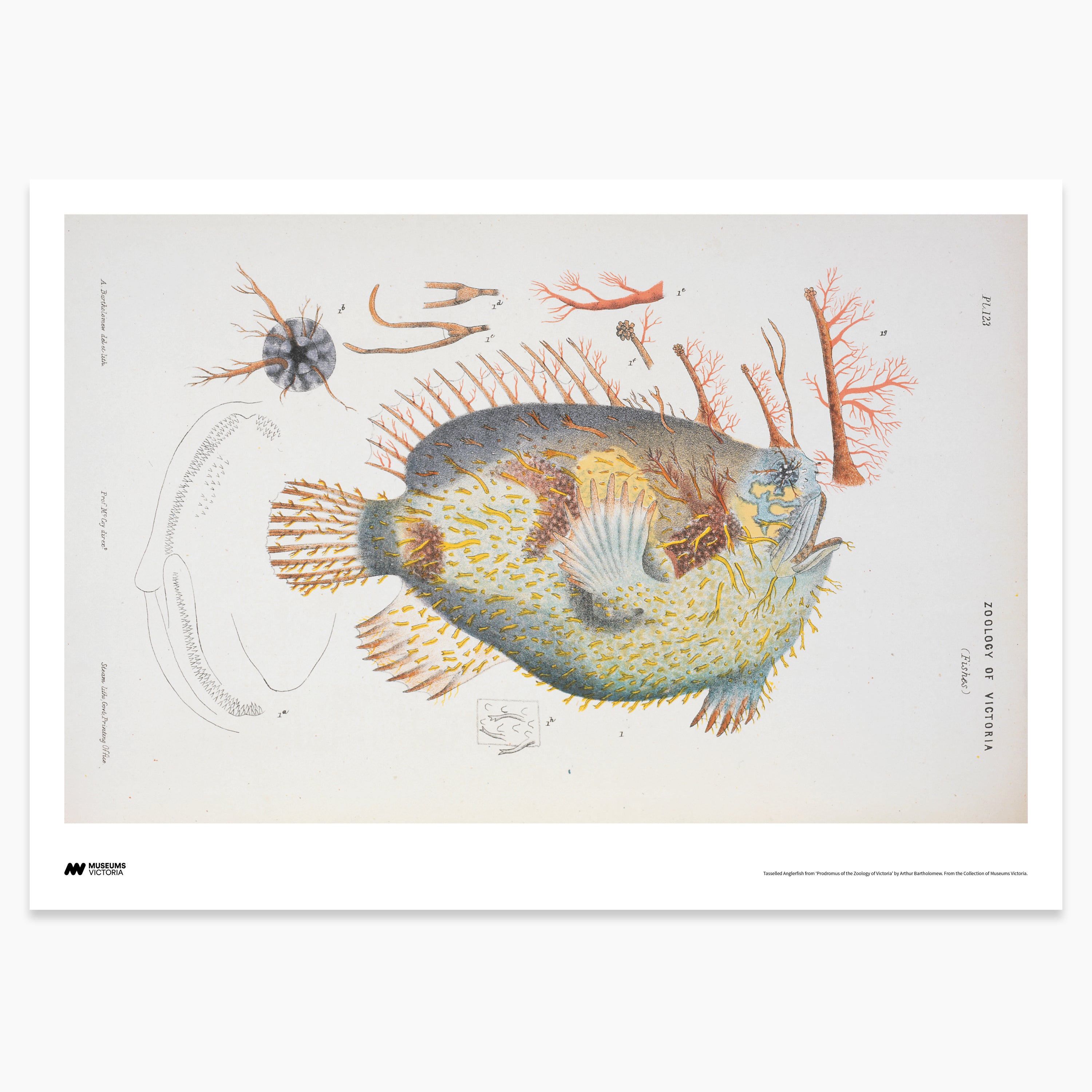 Tasselled Anglerfish Print - A2
