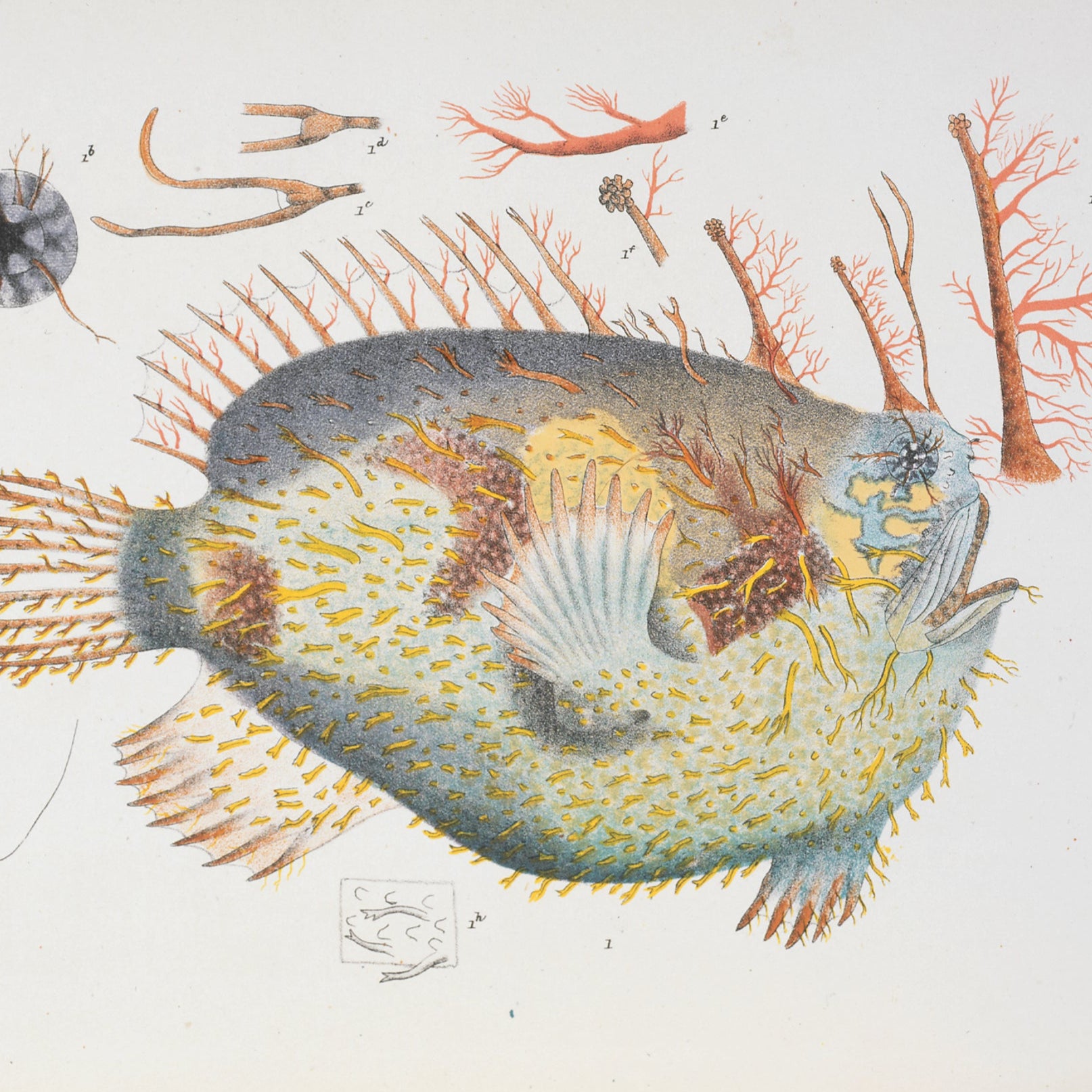 Illustration of a fish with coral on a white background