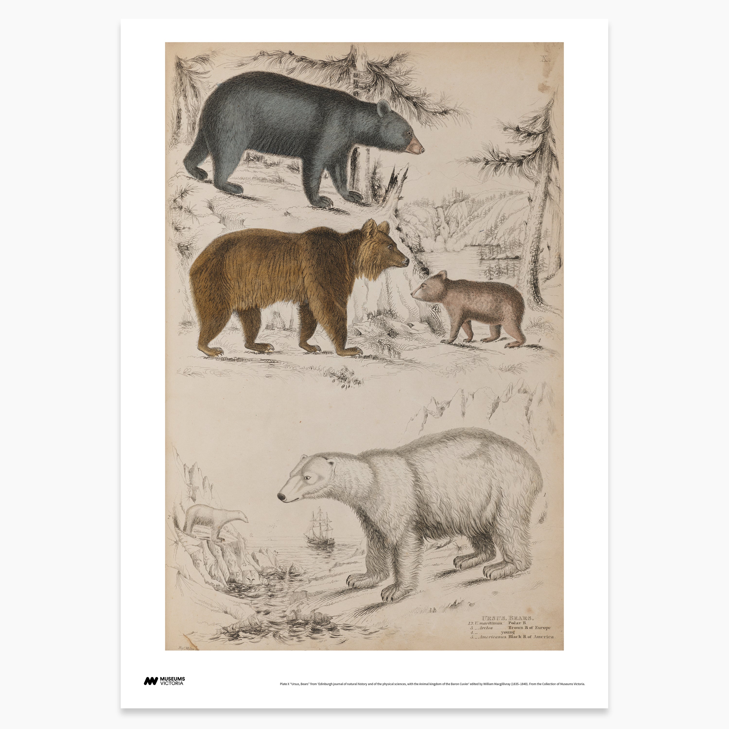 Bear Print - A2