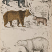 Illustration of three bears in a natural setting on a beige background