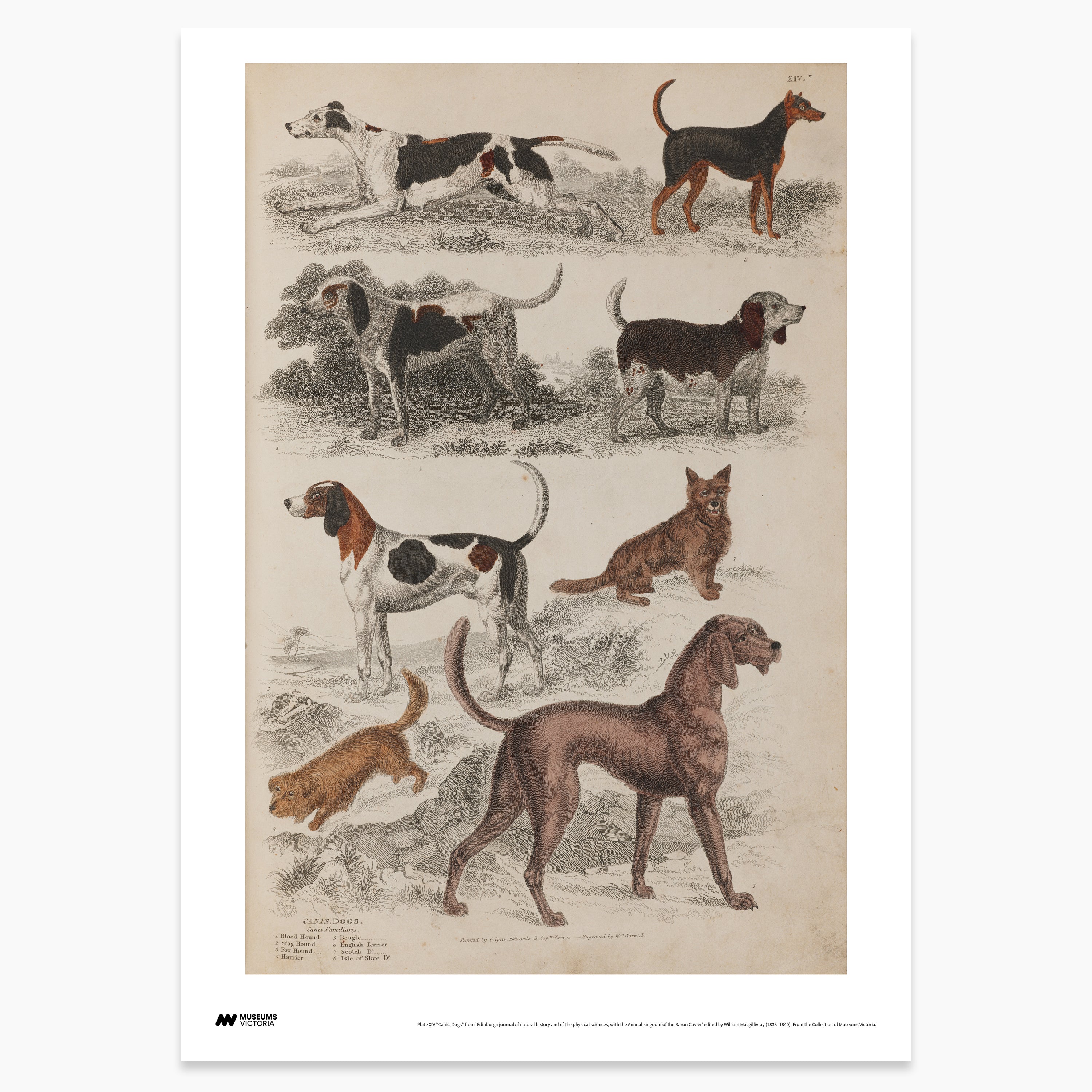 Hounds & Terriers Print - A2