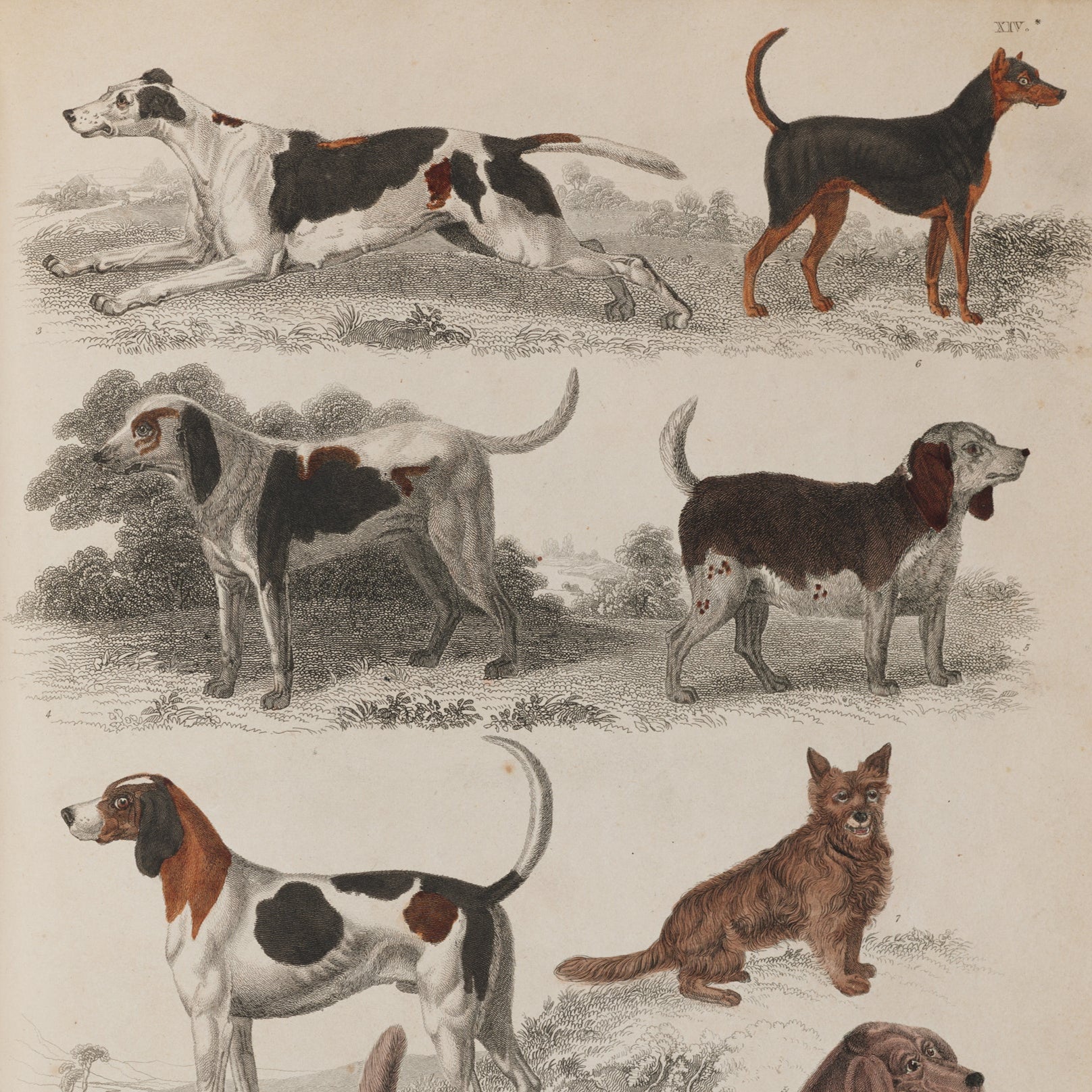 Vintage-style poster of various dog breeds on a beige background